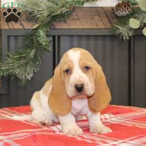 Skittles, Basset Hound Puppy